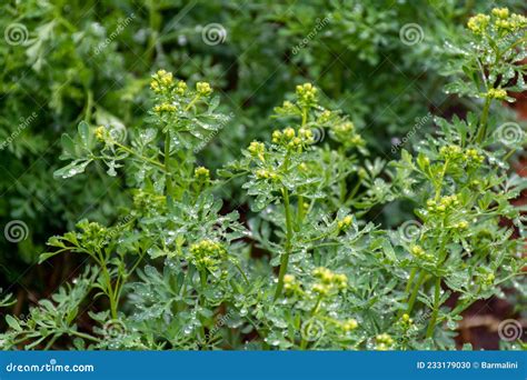 Ruta Graveolens Medicinal Plant or Strong Smelling Rue, Commonly Known ...