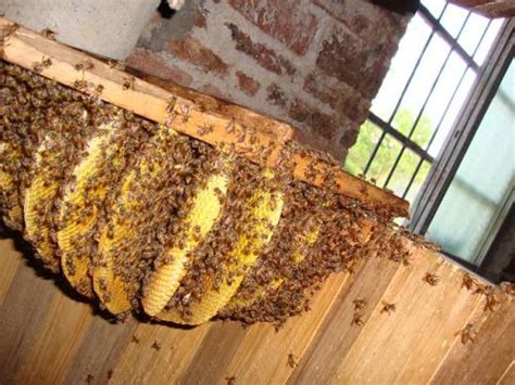 野生蜜蜂窝虽然隐秘，观察蜜蜂这些行为，要找到它们也不是难事！