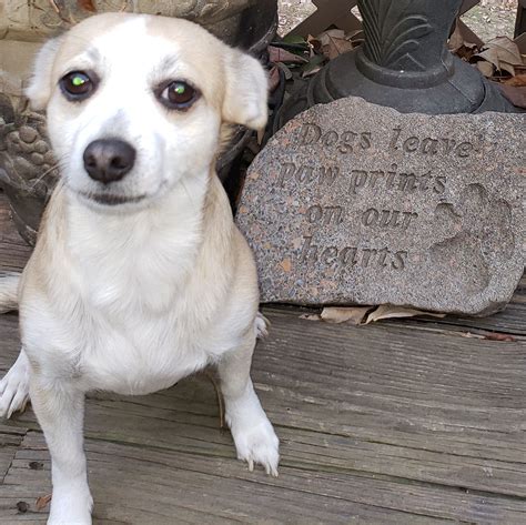 Gwinnett Humane Society | GAgives