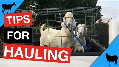 Image result for Loading Goats On Trailer