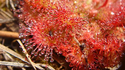 Carnivorous Plants Sundew