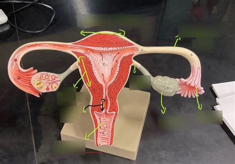 Image result for Making Female Reproductive Organ Model