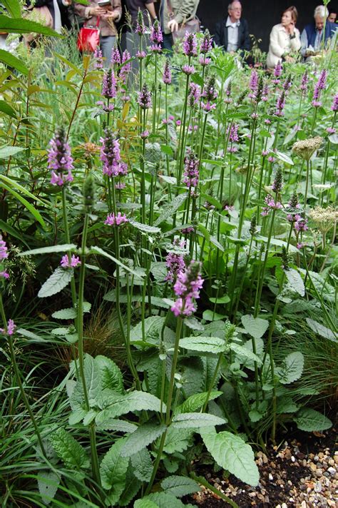 Stachys officinalis ‘Hummelo’ | Plants, Herbaceous perennials, Planting ...
