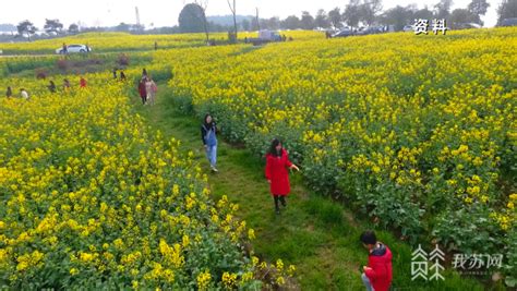 南京发布：春暖花开赏花季来了