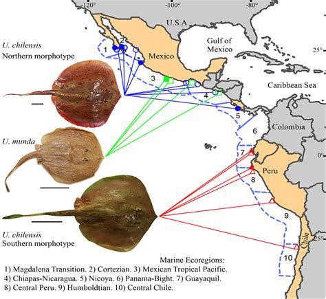 Alike but genetically divergent: The resurrection of Urotrygon asterias ...