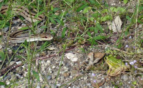 Testing the Patience of Predators and Prey – Snakes and Frogs Appear to Anticipate Each Other