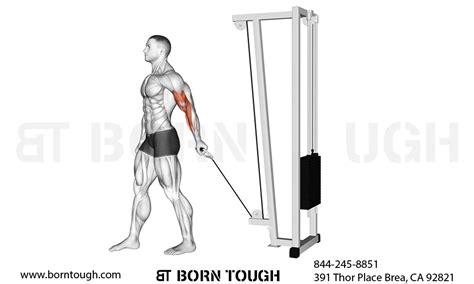 Image result for Selector Bicep Curl Machine