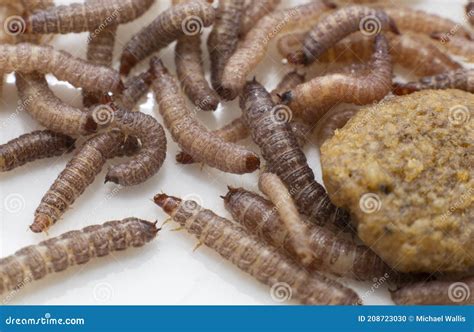 Image result for Dog Infested with Maggots