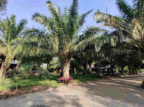 PALM ERA RESORTS (Coorg/Kushalnagar) - Hotel Reviews, Photos, Rate ...