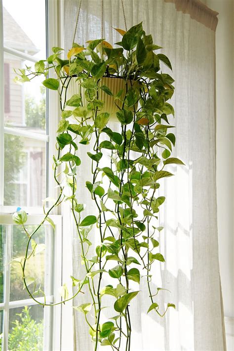 How to Propagate Pothos Plants at Home: A Step-by-Step Guide ...