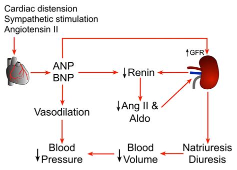 CV Physiology | Atrial and Brain Natriuretic Peptides