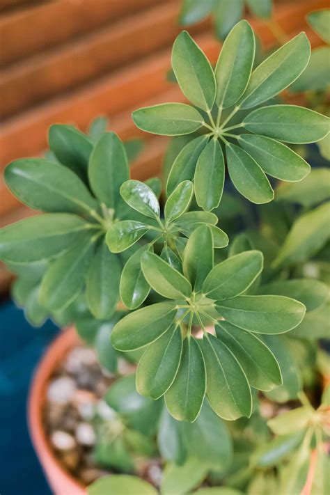 How to Grow & Care for Schefflera (Umbrella Plant)