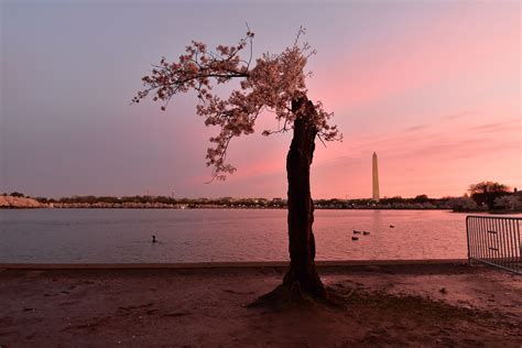 Image result for Stumpy Washington DC