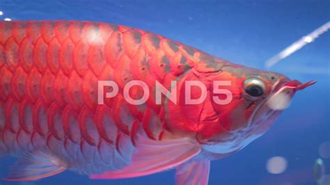 Red Arowana Fish Price
