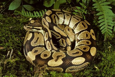 Image result for Real Python