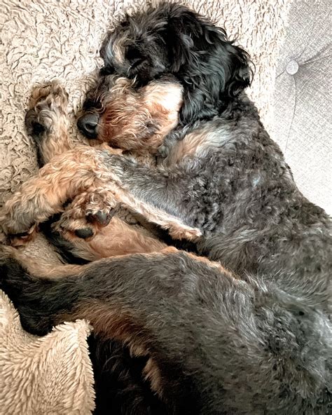 How Many Hours A Day Do Cockapoo Puppies Sleep at Kenton Bridges blog