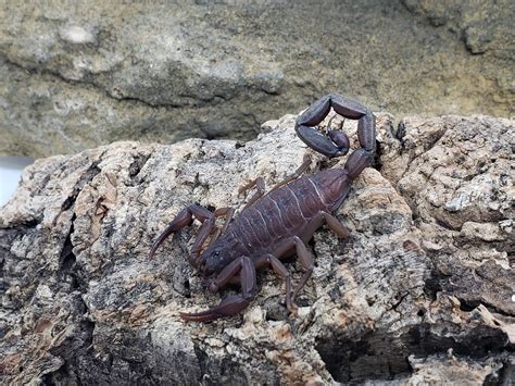 Centruroides Gracilis