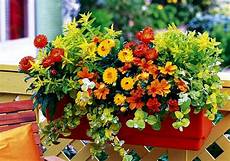 piante di fiori il piacere di piante e fiori per il balcone piante di fiori il piacere di piante e fiori per il balcone