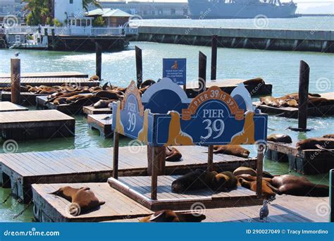 Sea Lions Resting at Pier 39 on Fisherman S Wharf in San Francisco ...