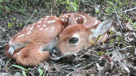 What is the Gestation Period for Whitetail Deer: Essential Facts - The ...