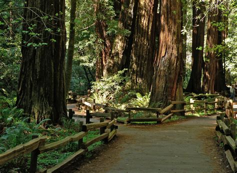 Muir Woods National Monument Wallpapers - Wallpaper Cave
