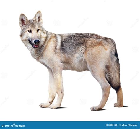Canadian Timber Wolf Size
