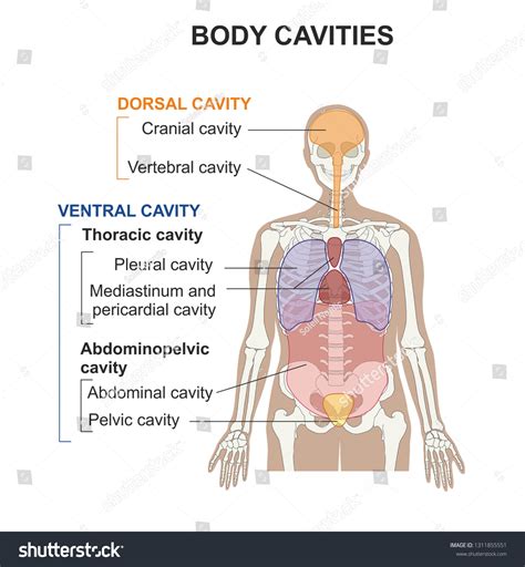 Body Cavities Diagram With Organs