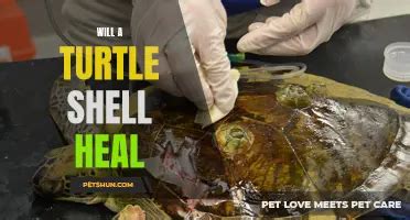 Image result for How to Fix a Broken Turtle Shell