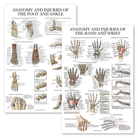 Buy Palace Learning 2 Pack - Anatomy and Injuries of the Hand & Wrist ...