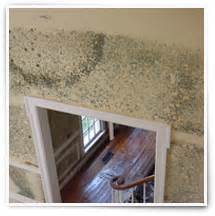 Image result for Mold Testing Santa Barbara