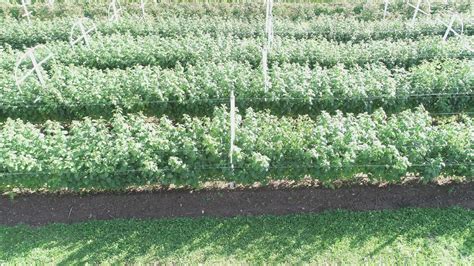 Proizvodnja maline | Vreme je za malinu