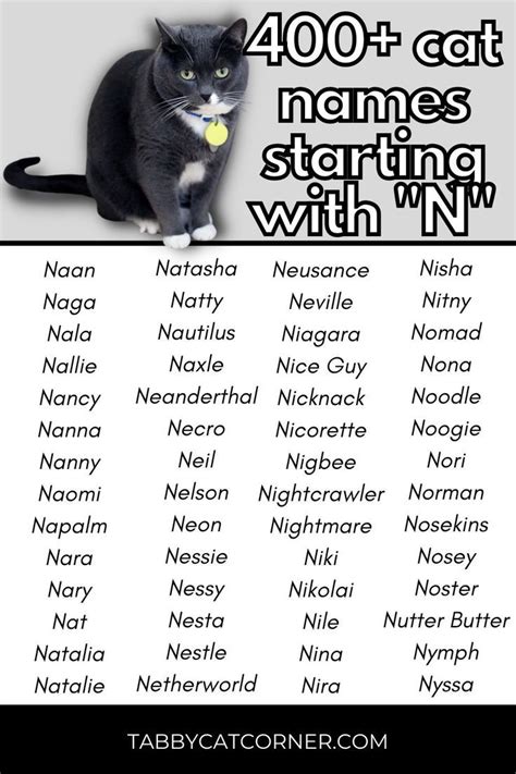 400+ Cat Names Starting With "N"
