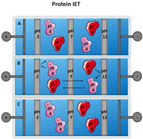 Isoelectric Point Separations of Peptides and Proteins