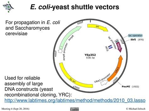 Image result for Shuttle Vector Applications