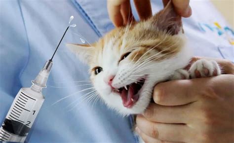 谨防智商税！这些猫咪疫苗，真没必要打！_腾讯新闻
