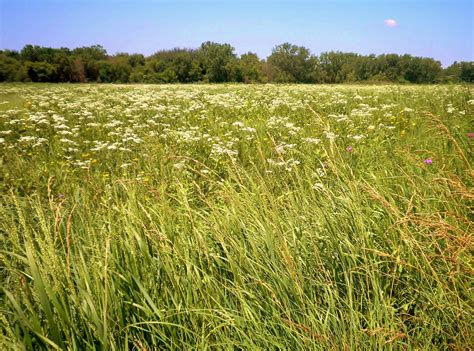 Temperate grassland ecosystems | Earth@Home: Evolution