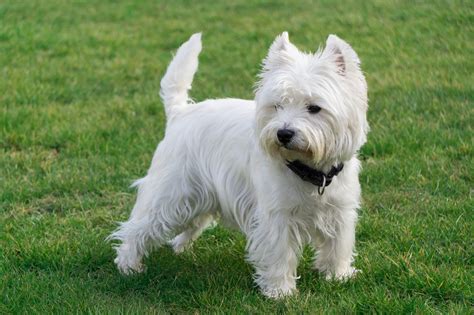 What Breed Is A Westie at Armando Mendoza blog
