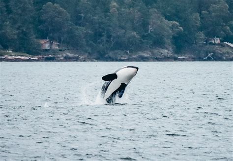 Conservation of the Northern Resident Killer Whales