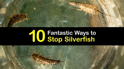 Infested with Silverfish - Excellent Silverfish Control Tips