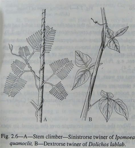 Stems: kinds of stems, strong stems,weak stems- digieduco