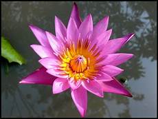 cycle of the lotus flower trivia koloa jodo 25 best a history of hinduism images on hindu cycle of the lotus flower trivia koloa jodo 25 best a history of hinduism images on hindu