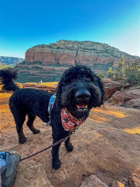 Dog-Friendly Sedona: The Ultimate Guide