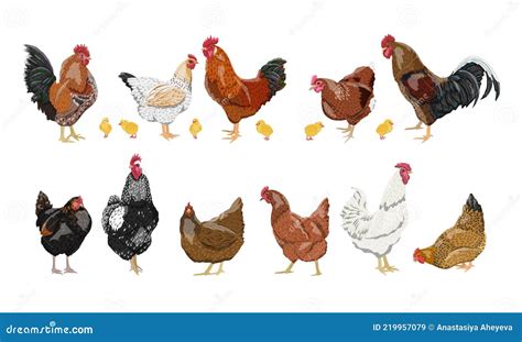 Roosters In Different Poses. Vector Silhouettes Roosters. | CartoonDealer.com #70153038