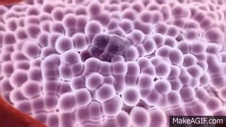 How Is Cancer Caused Animation View 的图像结果