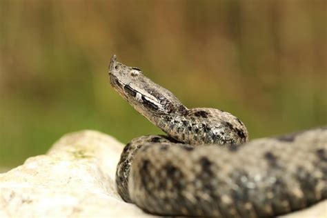 Mislila je da u Sloveniji nema otrovnih zmija, pa je završila na ...