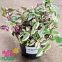 Image result for Tradescantia Wandering Jew