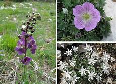 fiore baldo fiori monte baldo 2 foto immagini piante fiori e fiore baldo fiori monte baldo 2 foto immagini piante fiori e