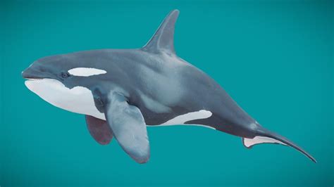 Image result for Whale 3D Tutorial SolidWorks