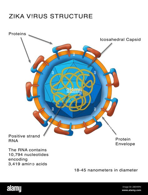 Basic Virus Structure 的图像结果