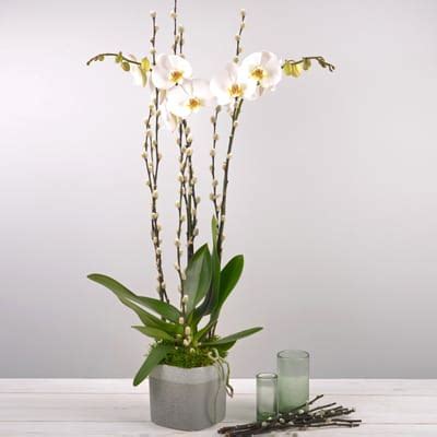 Nacre: Order Flowers Online | Interflora India | ID1354163